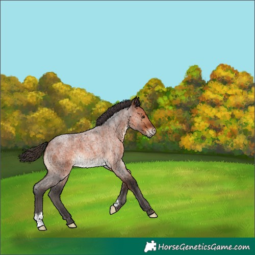 Horse Color:Bay Roan 