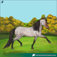 Horse Color:Brown Roan