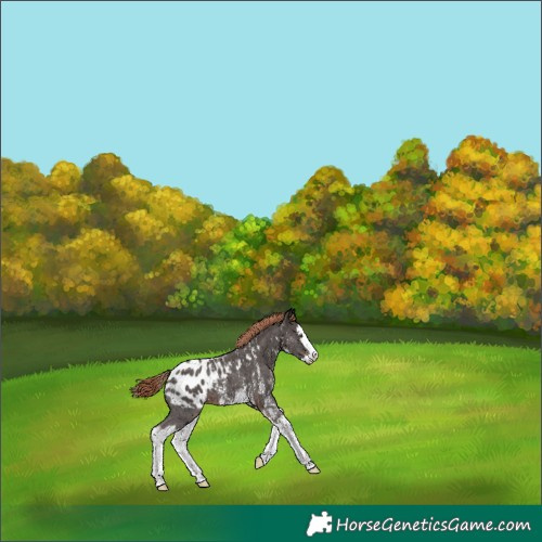Horse Color:Liver Chestnut Sabino Splash Appaloosa 