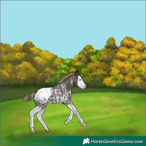 Horse Color:Liver Chestnut Sabino Splash Appaloosa 