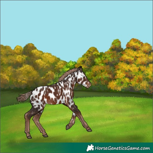 Horse Color:Liver Chestnut Appaloosa 