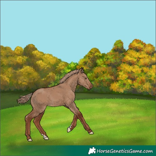 Horse Color:Red Dun 