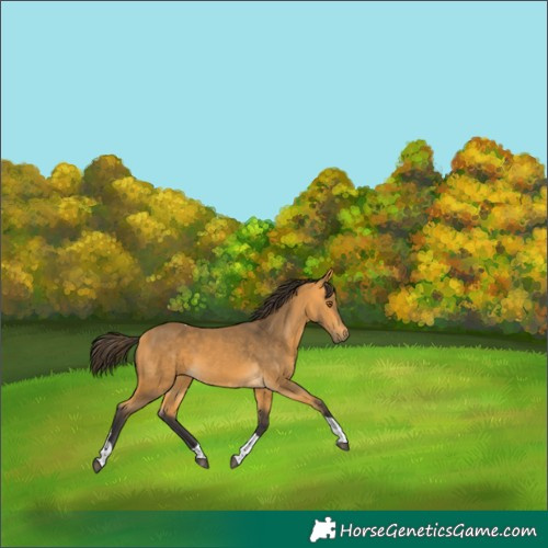 Horse Color:Buckskin Tobiano 