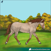 Horse Color:Red Dun Rabicano