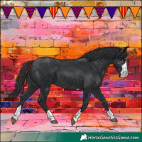 Horse Color:Black 