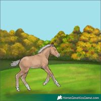 Horse Color:Silver Classic Champagne