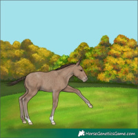 Horse Color:Classic Champagne 