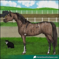 Horse Color:Powder White Liver Red Dun Brindle 