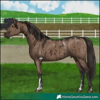Horse Color:Powder White Liver Red Dun Brindle 