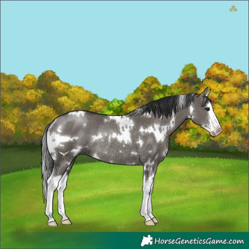 Horse Color:White Spotted Grullo Sabino Splash Rabicano 