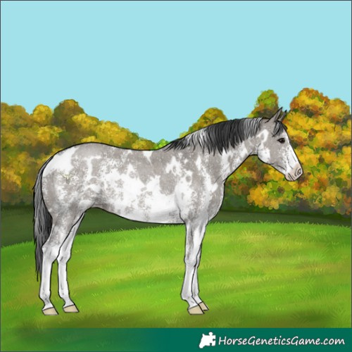 Horse Color:White Spotted Grullo Sabino Rabicano 