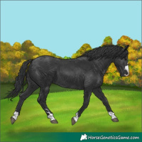 Horse Color:Black 