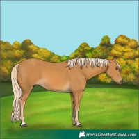 Horse Color:Palomino 
