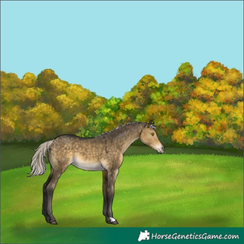 Horse Color:Silver Buckskin Dun 