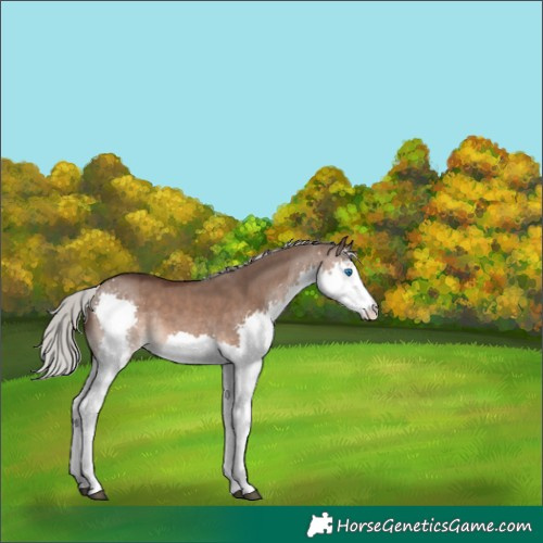 Horse Color:Silver Brown Dun Splash 
