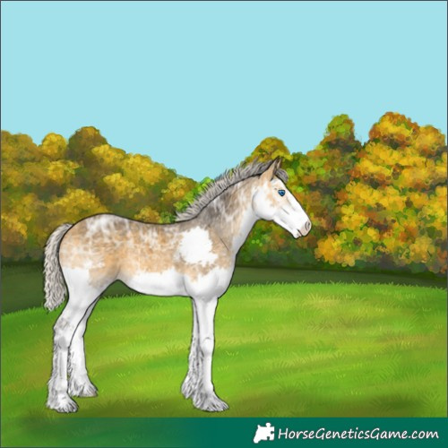 Horse Color:Silver Buckskin Ice Sabino Splash 