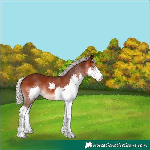 Horse Color:Silver Brown Splash 