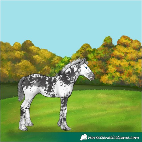 Horse Color:Black Splash Tobiano 