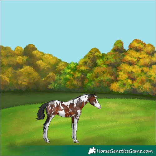 Horse Color:White Spotted Brown Sabino 
