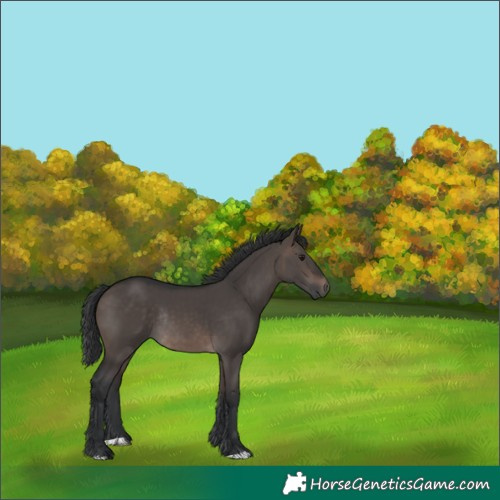 Horse Color:Brown Dun Mushroom Rabicano 