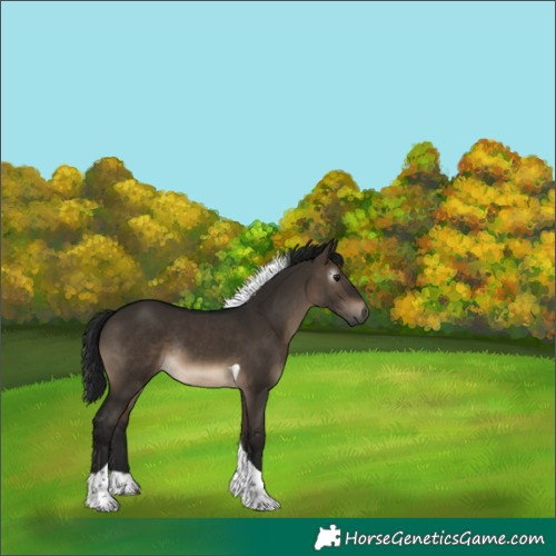 Horse Color:Gray Brown Dun Mushroom Tobiano Rabicano 