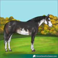 Horse Color:White Spotted Brown 