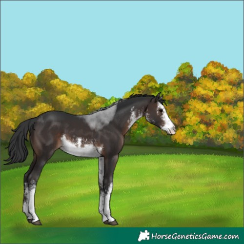 Horse Color:White Spotted Brown 