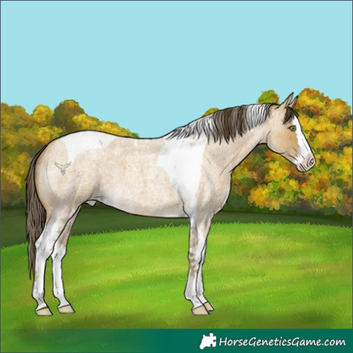 Horse Color:Classic Cream Champagne Roan Dun Splash Tobiano 