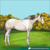 Horse Color:Classic Cream Champagne Roan Dun Splash Tobiano