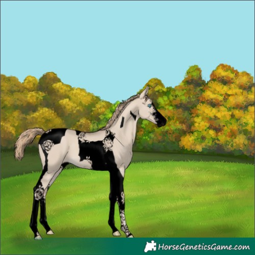 Horse Color:Void Smoky Creme Dun Sabino Tobiano 
