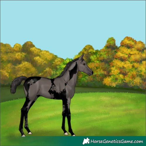 Horse Color:Void Smoky Grullo Tobiano 