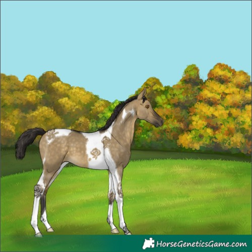 Horse Color:Buckskin Dun Tobiano 
