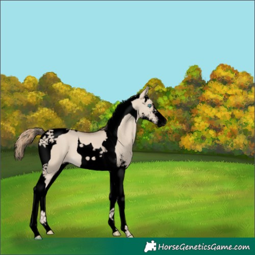 Horse Color:Void Smoky Creme Dun Sabino Tobiano 