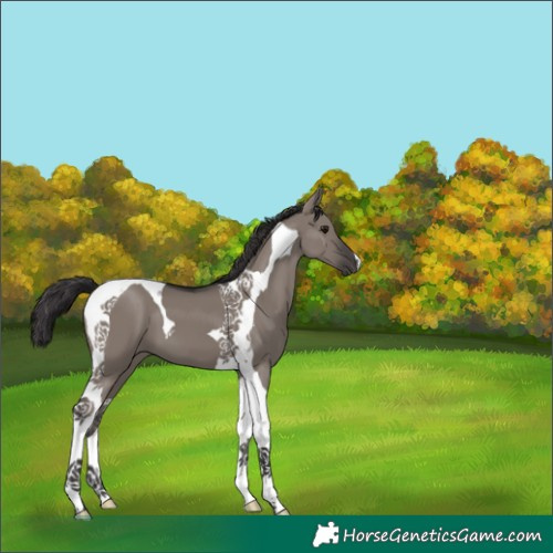 Horse Color:Smoky Grullo Tobiano 