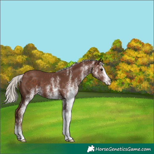 Horse Color:White Spotted Silver Black 