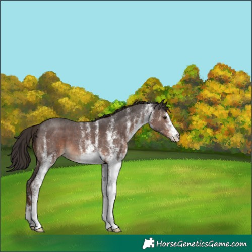 Horse Color:White Spotted Liver Chestnut 