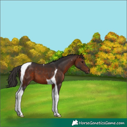 Horse Color:Bay Tobiano 
