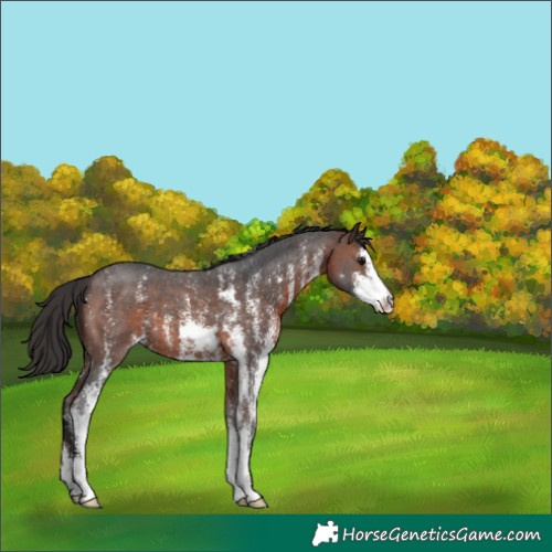 Horse Color:Brown Sabino 