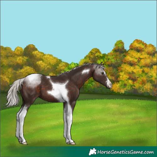 Horse Color:Silver Brown Mushroom Tobiano 