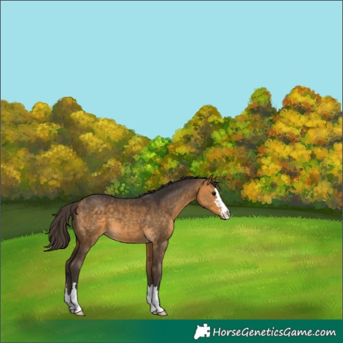 Horse Color:Buckskin 