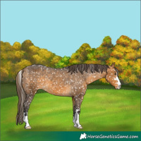 Horse Color:Buckskin Snowflake Varnish