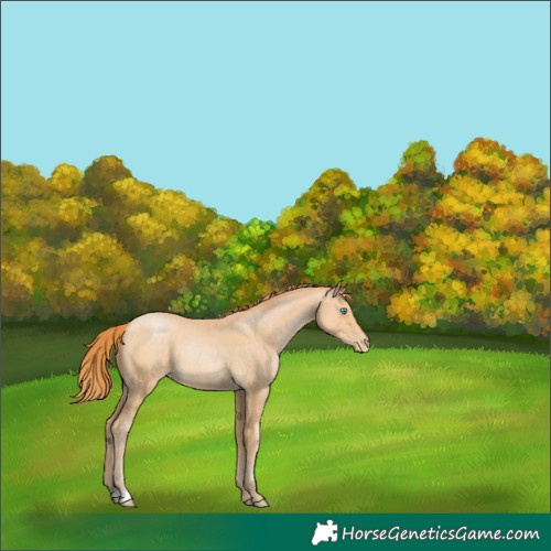 Horse Color:Buckskin Pearl 