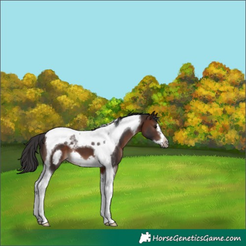 Horse Color:Brown Tobiano Frame 
