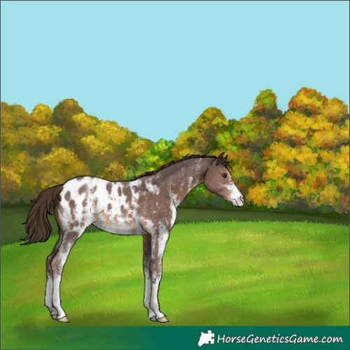 Horse Color:Liver Chestnut Sabino Appaloosa 