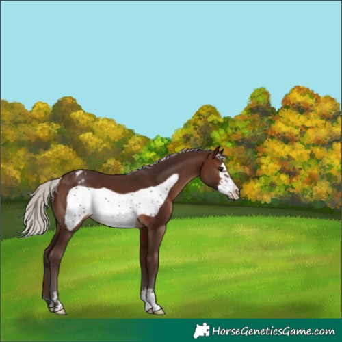 Horse Color:Silver Brown Frame Appaloosa 