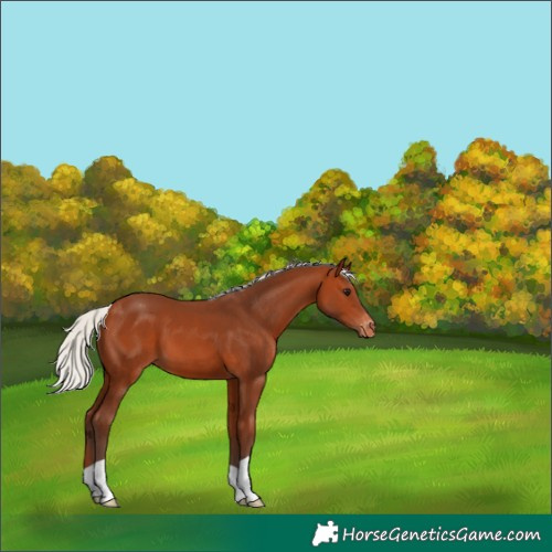 Horse Color:Silver Bay Appaloosa 
