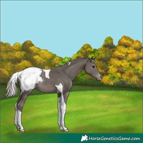 Horse Color:Silver Black Tobiano Appaloosa 