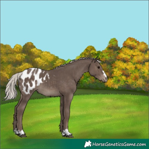 Horse Color:Silver Black Appaloosa 