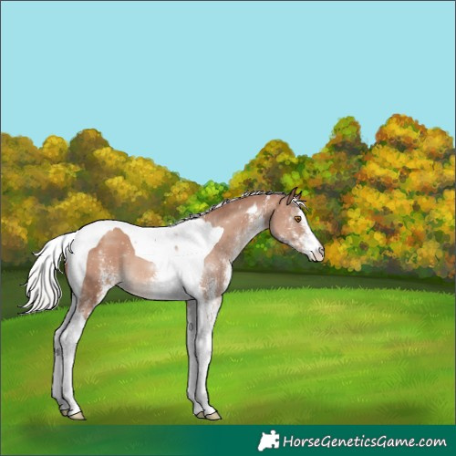 Horse Color:White Spotted Silver Classic Champagne Tobiano 