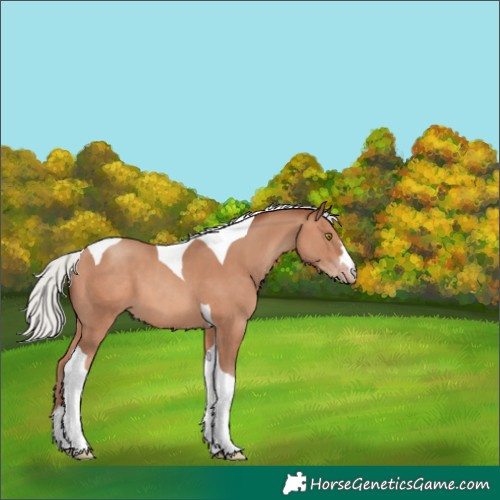 Horse Color:Silver Sable Champagne Tobiano 
